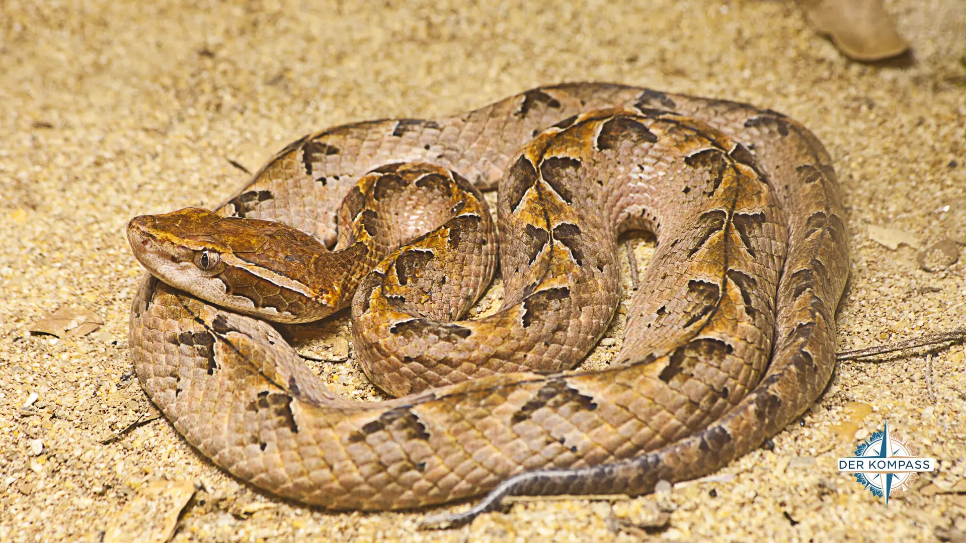 Malayan Pit Viper Thailand