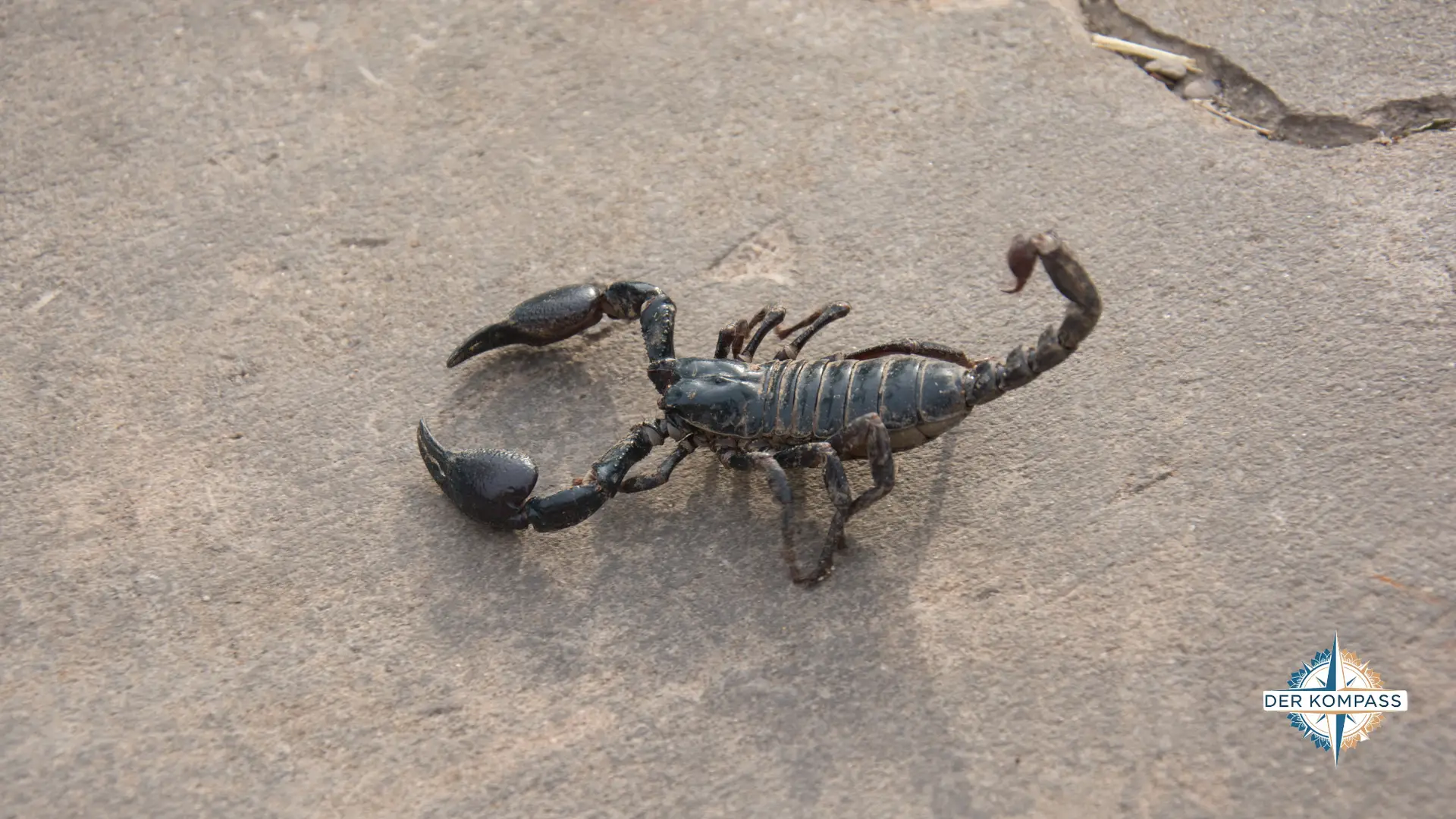 Skorpione Thailand schwarzer riesenskorpion 