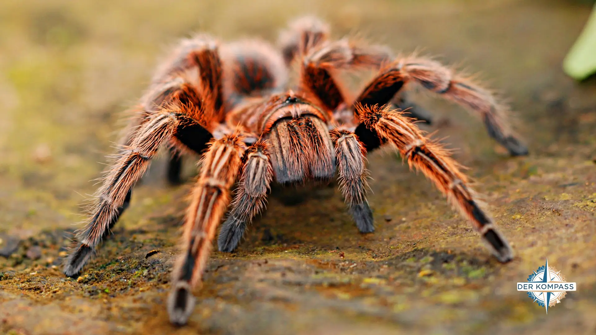 Vogelspinne giftige Tiere Thailand