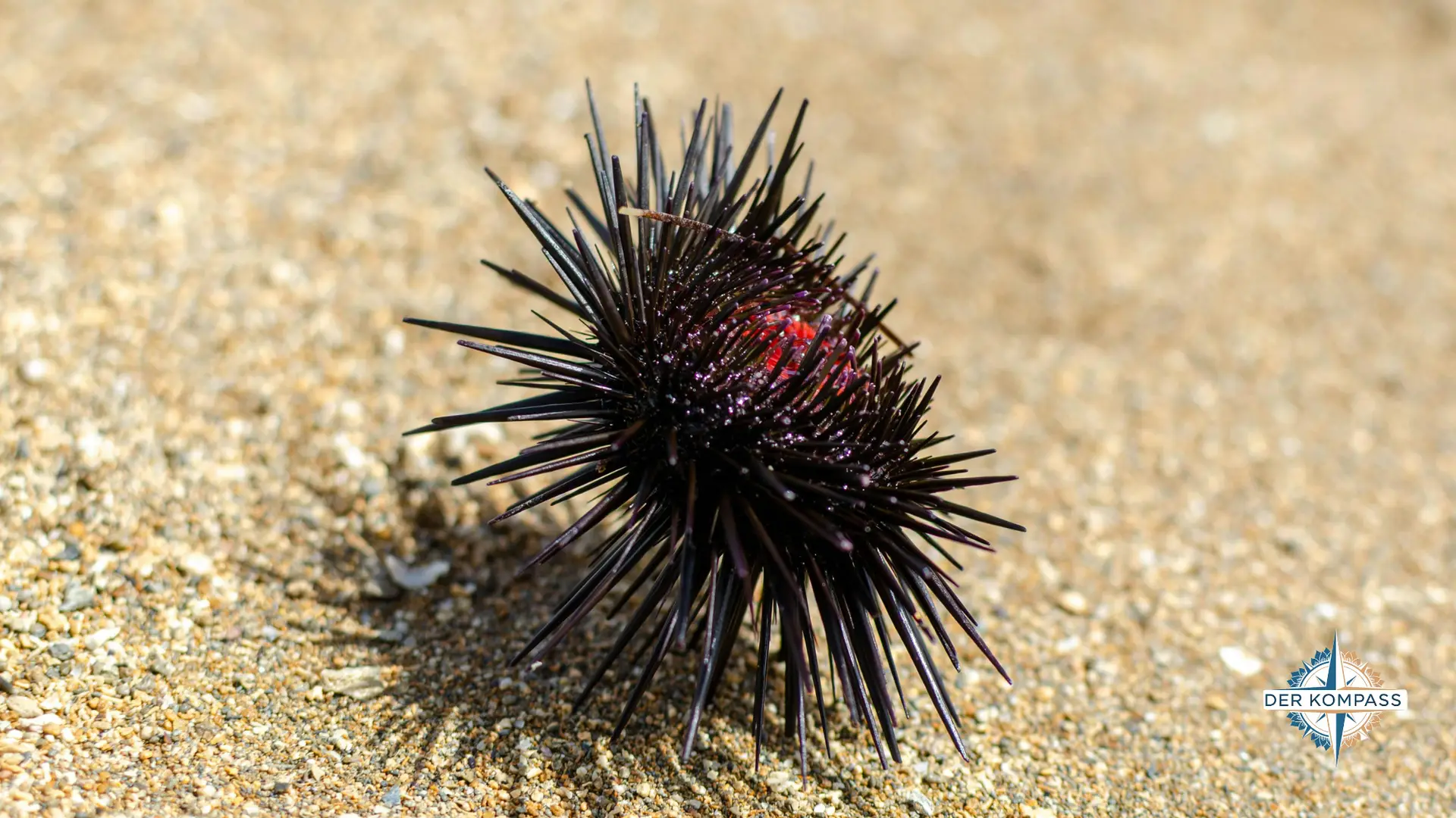Seeigel Thailand tauchen giftige Tiere 