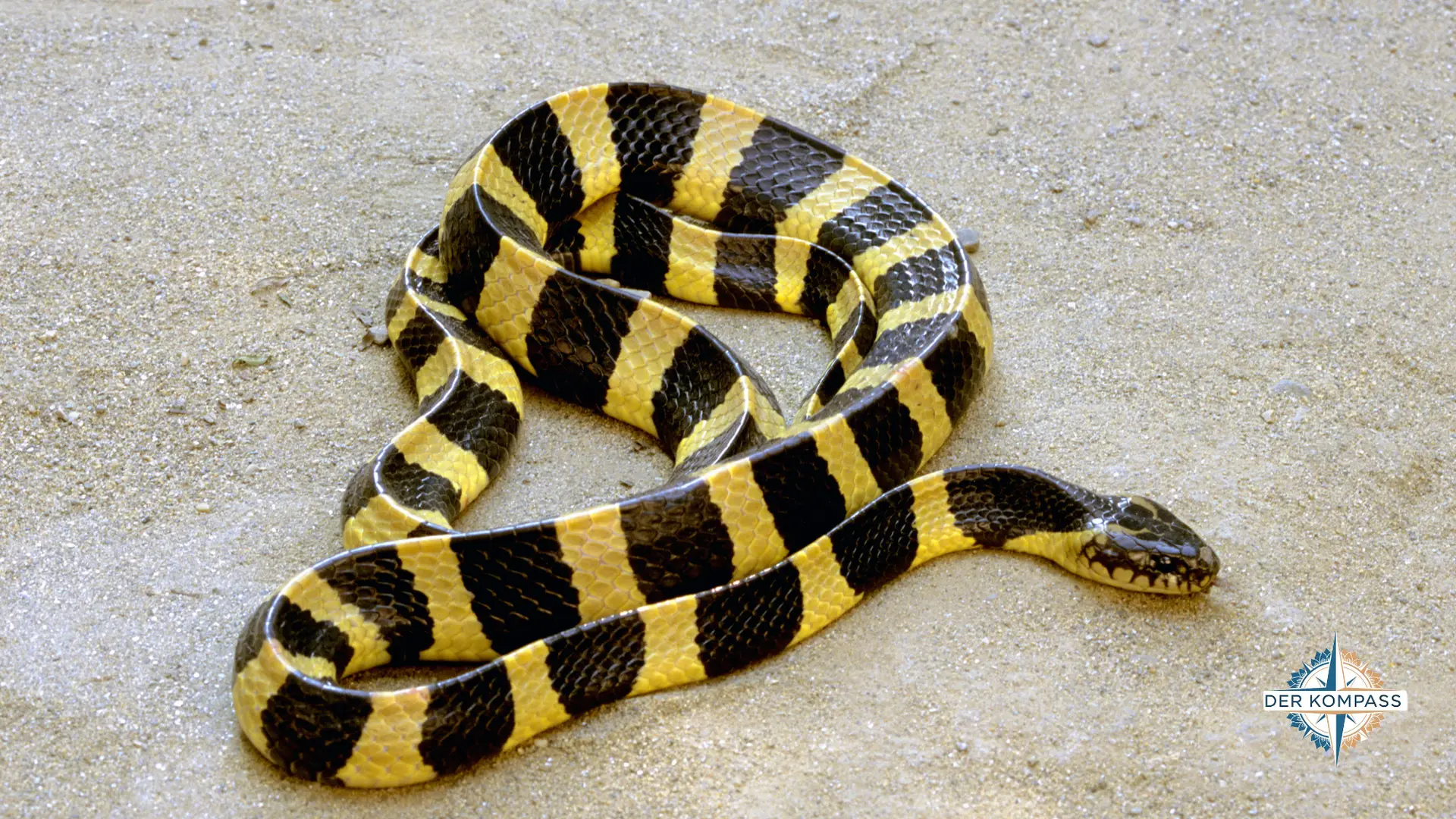 Malayan Krait Thailand